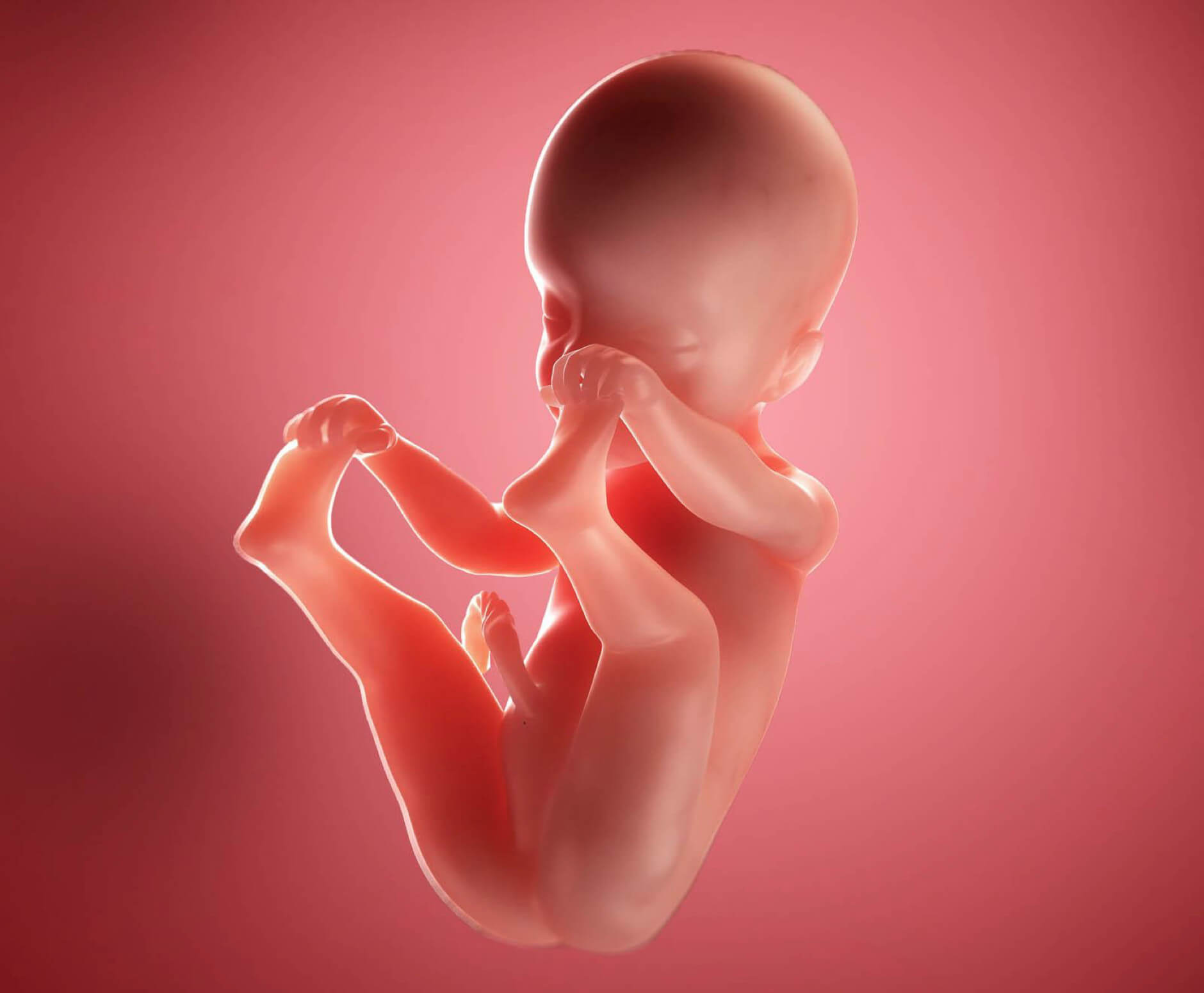 Quá trình phát triển của thai nhi 3 tháng giữa